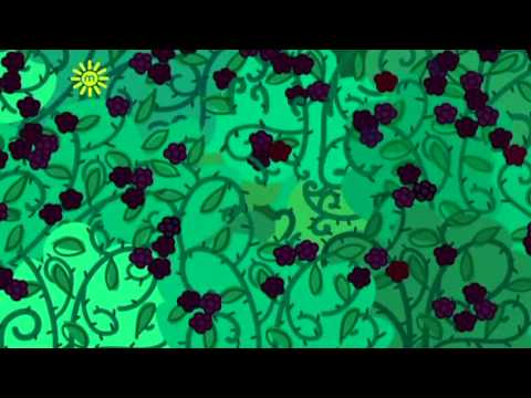 Peppa Pig Season 3 Episode 46   The Blackberry Bush